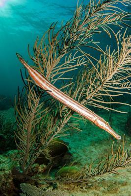 Download Caribbean Trumpetfish Journal: 150 Page Lined Notebook/Diary -  | PDF
