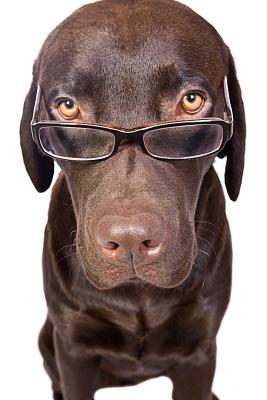 Read Professor McPooch, for the Love of Dogs: Blank 150 Page Lined Journal for Your Thoughts, Ideas, and Inspiration -  file in PDF