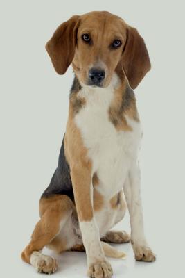 Read Harrier: Artified Pets Journal/Notebook/Diary, 6 by 9 and 160 Pages -  | PDF