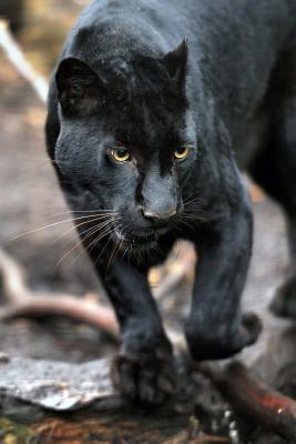 Read Online Black Leopard on the Prowl Journal: 150 Page Lined Notebook/Diary -  | PDF
