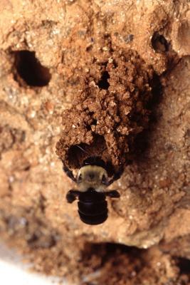 Download Insect Journal Mud Bee Entomology: (Notebook, Diary, Blank Book) -  | ePub