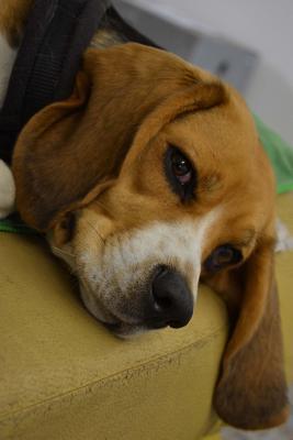 Read A Beagle Dog Journal: 150 Page Lined Notebook/Diary -  | ePub