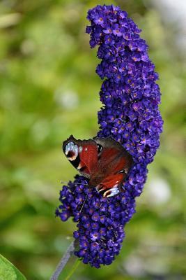 Read Online Red Admiral Butterfly Journal: 150 Page Lined Notebook/Diary -  file in ePub