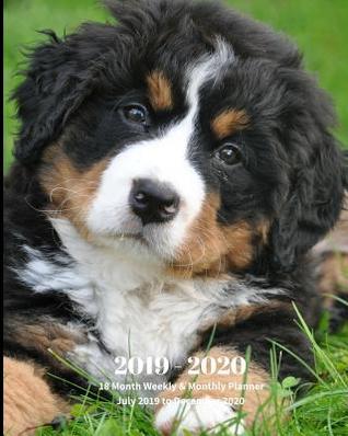 Full Download 2019 - 2020 18 Month Weekly & Monthly Planner July 2019 to December 2020: Bernese Mountain Dog Breed Canine Vol 22 Monthly Calendar with U.S./Uk/ Canadian/Christian/Jewish/Muslim Holidays- Calendar in Review/Notes 8 X 10 In. - Dazzle Book Press file in PDF
